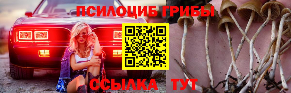 Галлюциногенные грибы Psilocybine cubensis Тулун